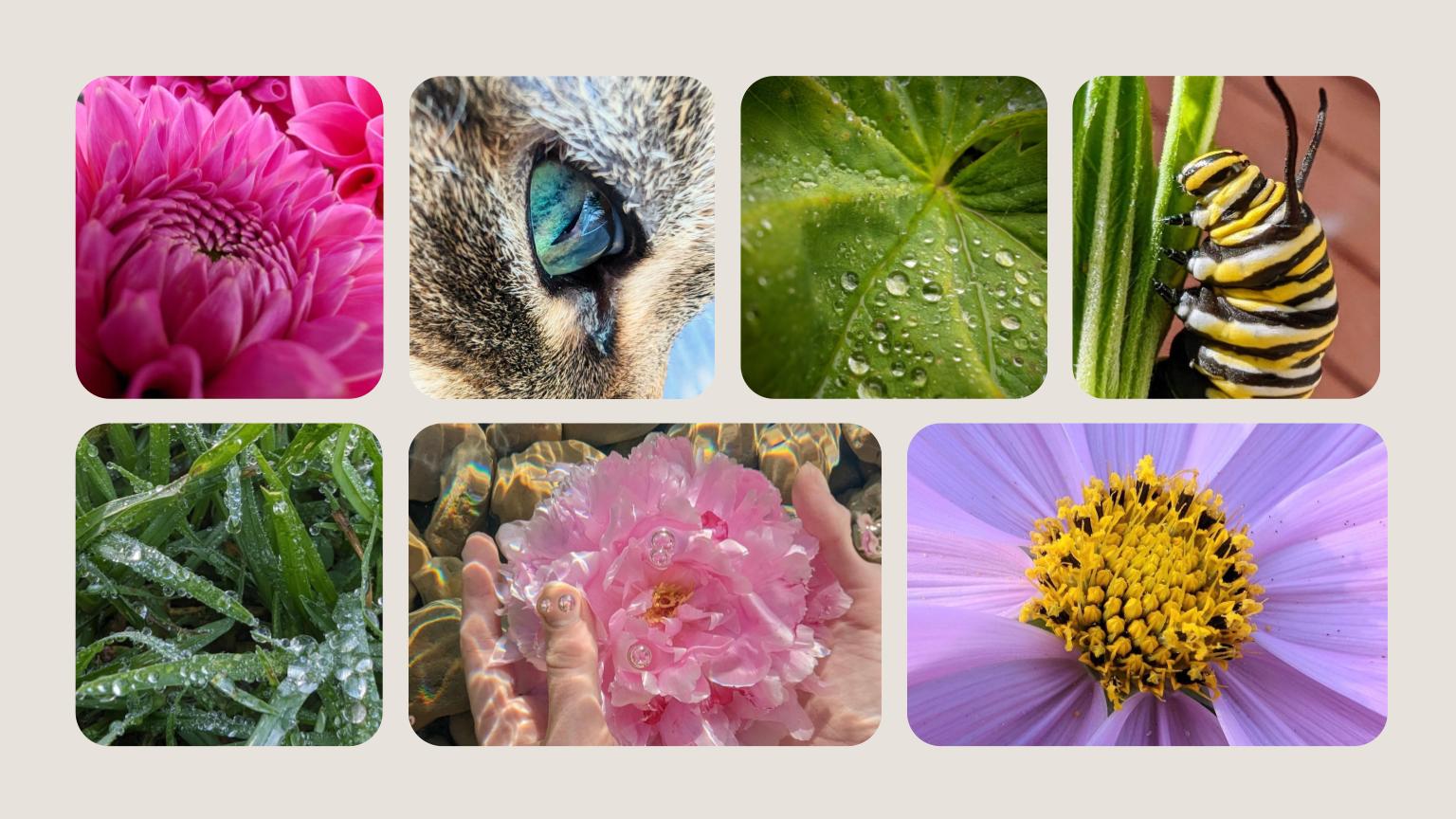 Een aantal voorbeelden van macrofotografie.