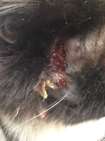 Diary of a Real-Life Veterinarian: Wounds on a Cats Face ...