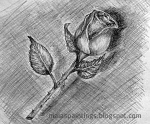 Single rose-pencil drawing