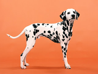 Dalmatian Wallpapers