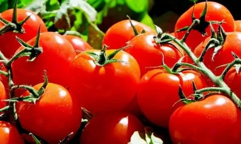 Manfaat Tomat untuk Kesehatan