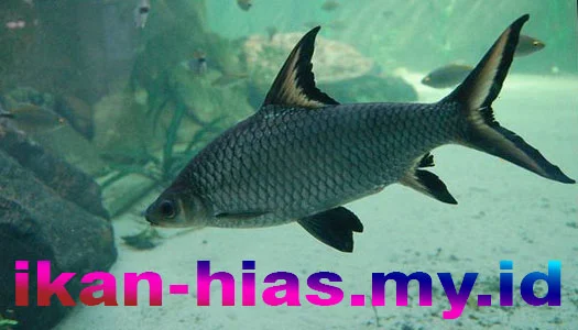 ikan hias keperakan – bala shark