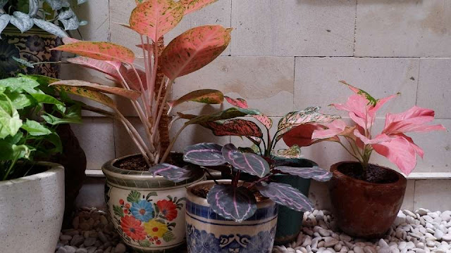 Tanaman Hias Aglaonema