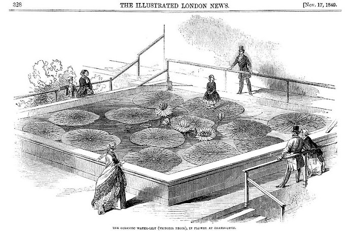 O Palácio de Cristal construído em Londres em 1851 por Joseph Paxton (uma das  maiores arquiteturas da era Vitoriana),   e a sua  inspiração  das folhas da Vitória-Régia (sustentadas por uma série de suportes e espinhaços complexos). Canal YouTube: Luiz Vianney Cidrão.