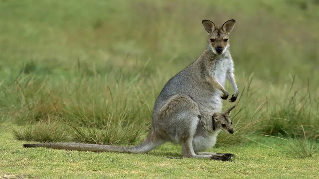 Kangaroo