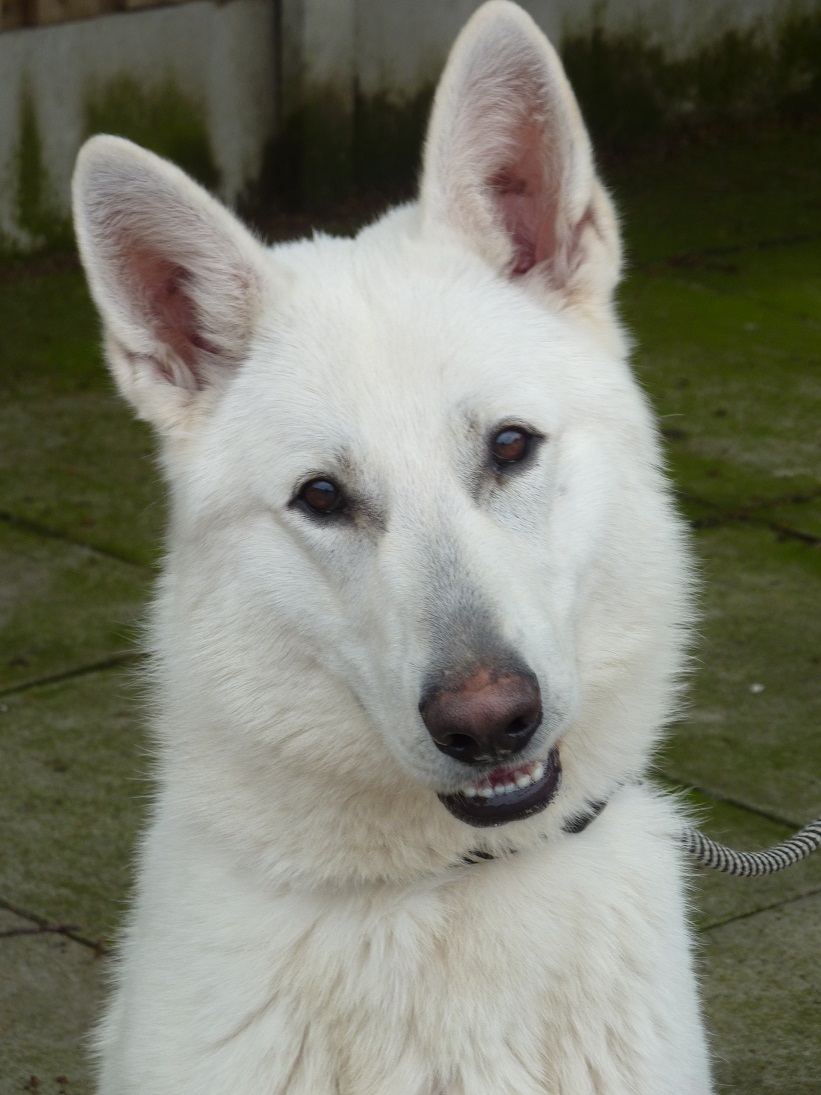 High quality imported dogs for sale: White German Shepherd ...