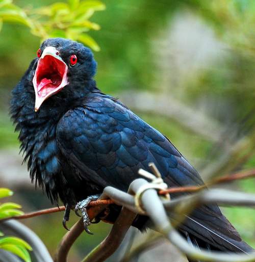 Birds of India | Bird World: Asian (western) koel