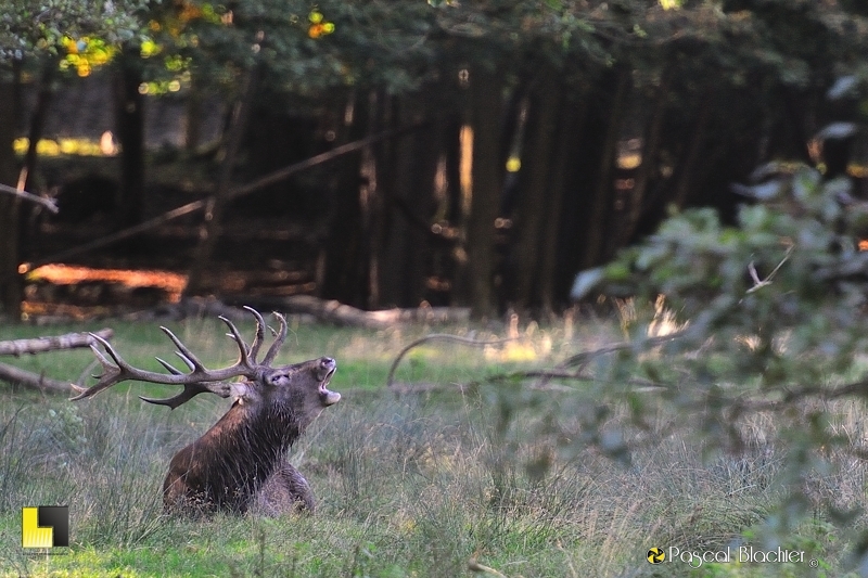 un cerf douze cors durant le brame photo blachier pascal