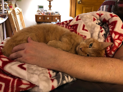 orange cat in human arm