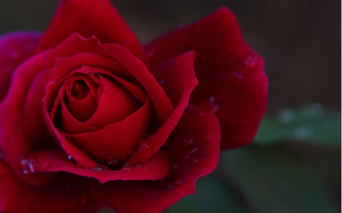 Red Rose Widescreen HD Wallpaper 4