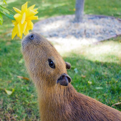 Capybara