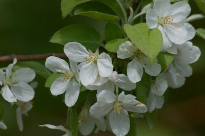 Crab apple (Malus sylvestris) 