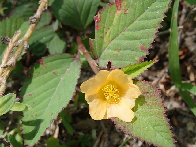 Sida ulmifolia