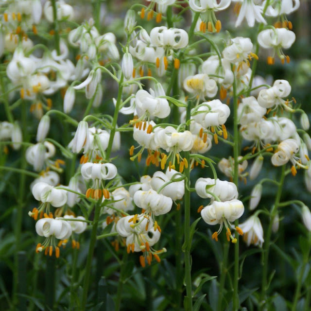 Lilium martagon 'Snowy Morning'