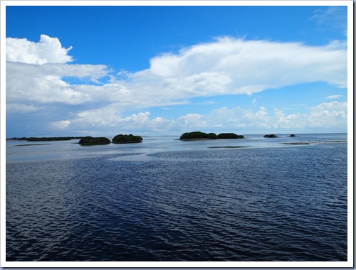 tarpon