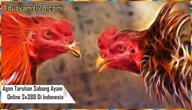 Agen Taruhan Sabung Ayam Online s128.net