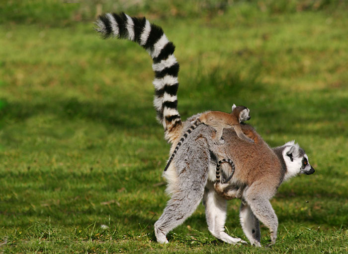  Ring  Tailed  Cat  Amazing Creature Interesting All Facts 