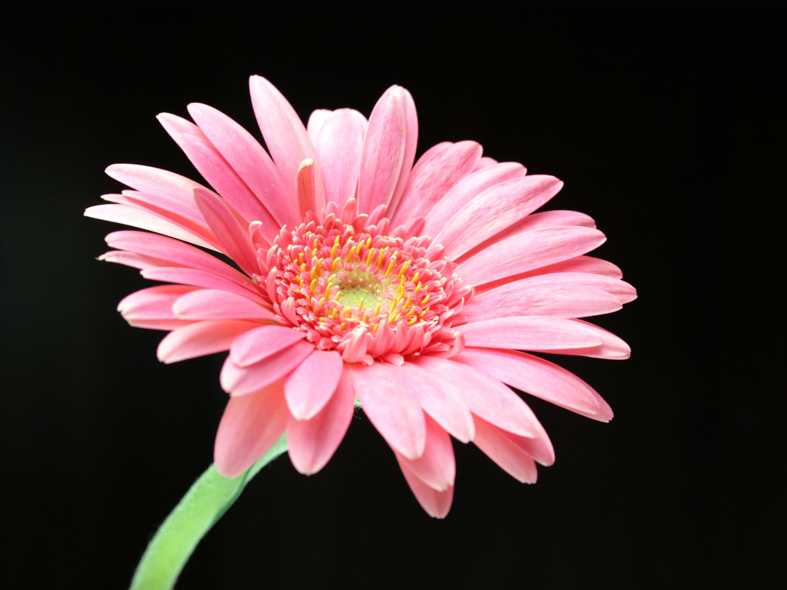  daisy flower 