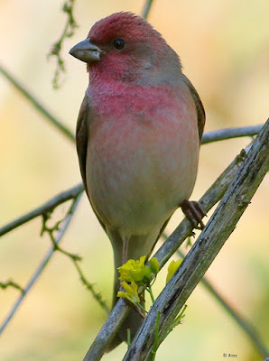 "Passage migrant, Common Rosefinch - Carpodacus erythrinus,perched on a branch."