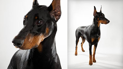 Doberman Pinscher Dog Picture