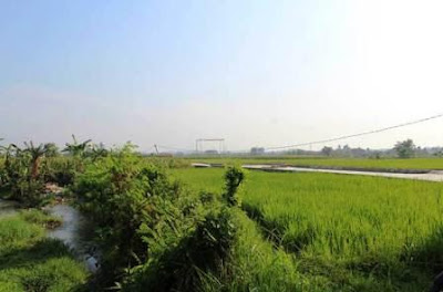 Paddy fields