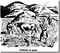 sembrar grano (2)