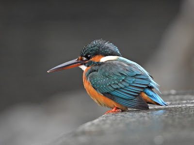 Common Kingfisher in Wangling in Winter