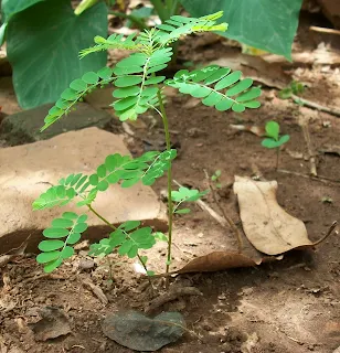 planta medicinal, Phyllanthus niruri (flor escondida, quiebra piedras, huevo abajo)