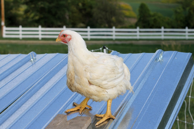 Broiler chick day 46