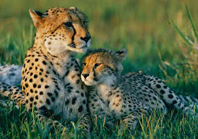 The endangered Indian Cheetah
