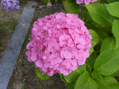 長尾の寺・正俊寺の紫陽花