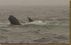 Humpback head feeding MSB_7543 NIKON D300S June 12, 2011 Humpback head feeding MSB_7543 NIKON D300S June 12, 2011