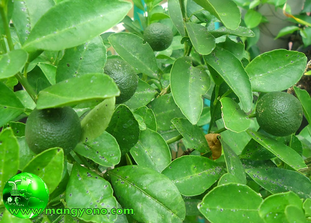  Jeruk  Nipis Citrus Aurantifolia Blog Mang Yono
