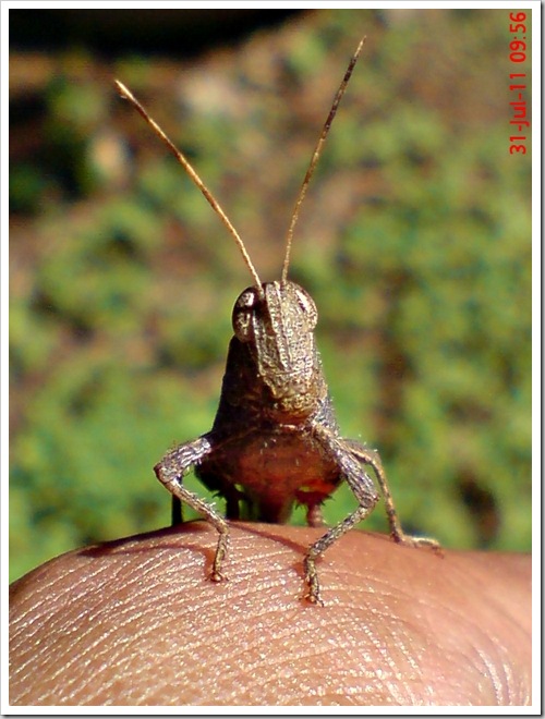 brown grasshopper with red tibia