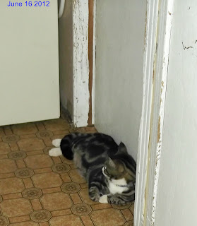 tabby cat beside door