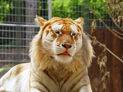 Unusual Golden Tabby Tiger Seen On www.coolpicturegallery.us