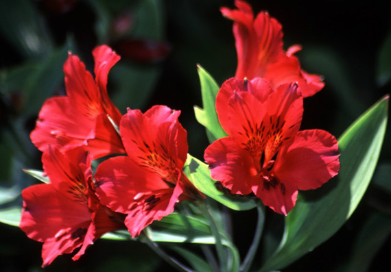 Red Alstroemeria