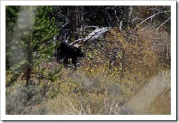 yellowstone 1 086