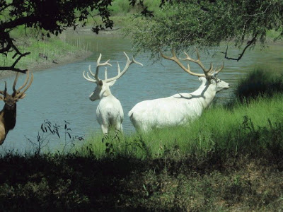 Really Stunning Photos Of White Tail Deer