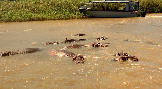 Family of Hippos St. Lucia Wetland Park Richards Bay South Africa