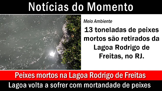 13,6 toneladas de peixes mortos são retirados da Lagoa Rodrigo de Freitas