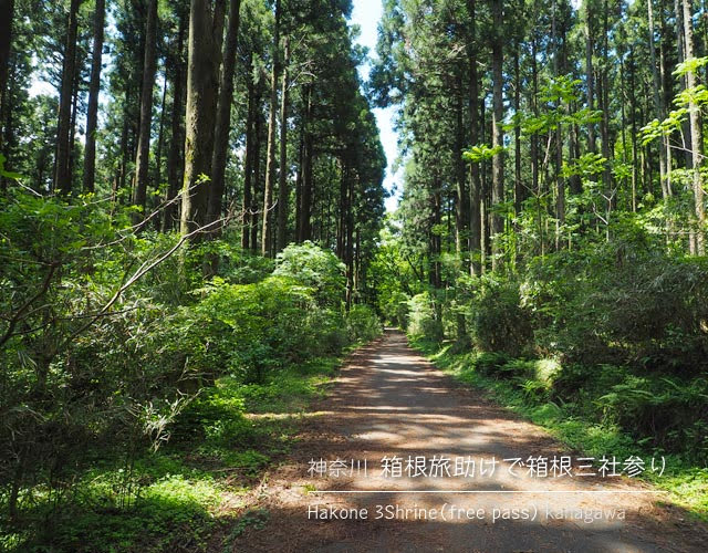 箱根 九頭龍の森から湖尻までの道