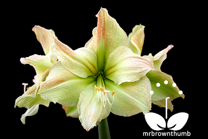 Amaryllis 'Limona'