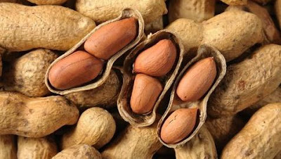 Info Penting!! Kandungan Nutrisi Kacang tanah dan Manfaatnya Bagi Kesehatan