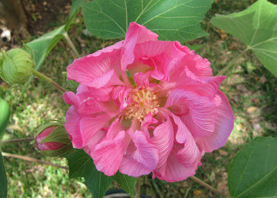 Hibiscus mutabilis, Confederate Rose