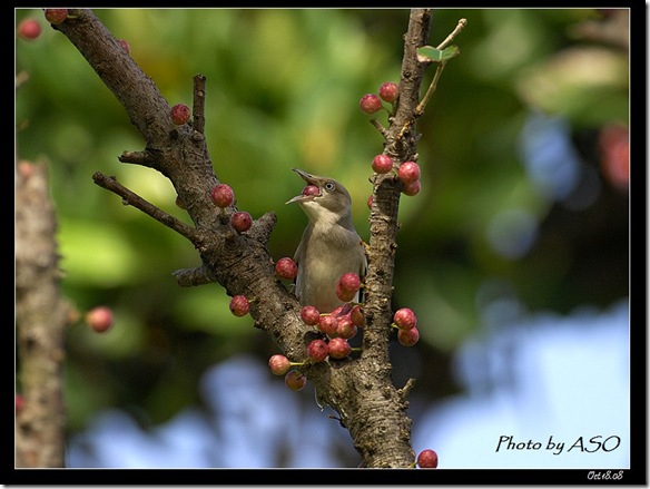 灰背椋鳥(2008-10-17社頂公園)9082