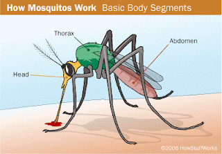 mosquito-parts