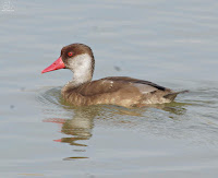 Pato colorado (Netta rufina)​