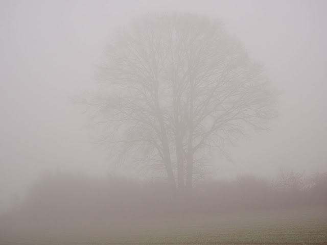 Den Baum fotografiere ich mehrmals im Jahr