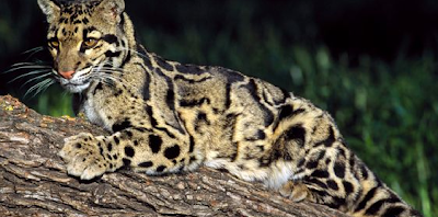 clouded leopard